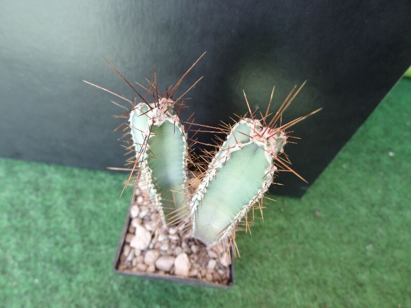 معرفی و راهنمای پرورش کاکتوس - سِرِئوس